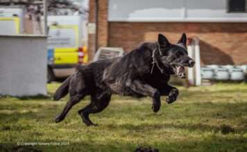 PD Tsar, a four-year-old German Shepherd, and handler PC Toby Spires,