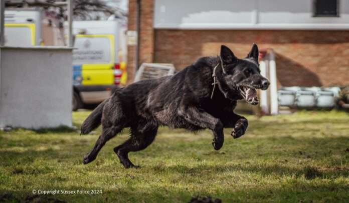 PD Tsar, a four-year-old German Shepherd, and handler PC Toby Spires,