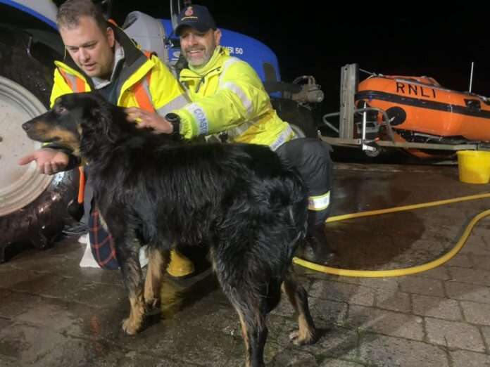 A dog had to be rescued after falling over a sea wall.