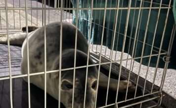 Hastings beach for a mission that was anything but ordinary. We encountered a young seal pup stranded ashore