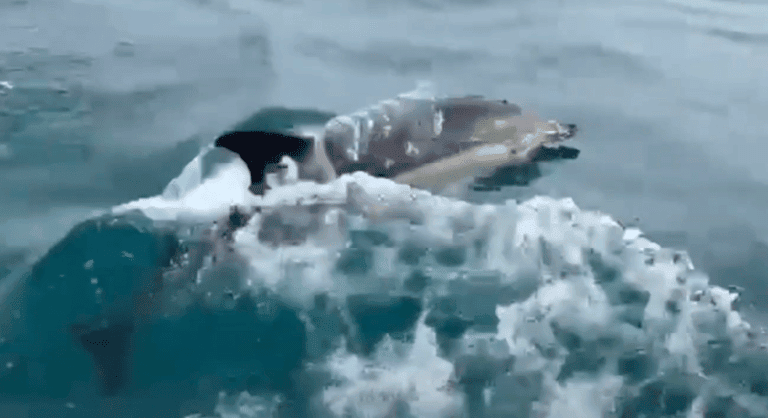 Brighton Boaters Witness Majestic Display of Dolphin Magic