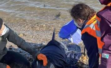 Joint Rescue Operation Unable to Save Dolphin at Pagham Beach