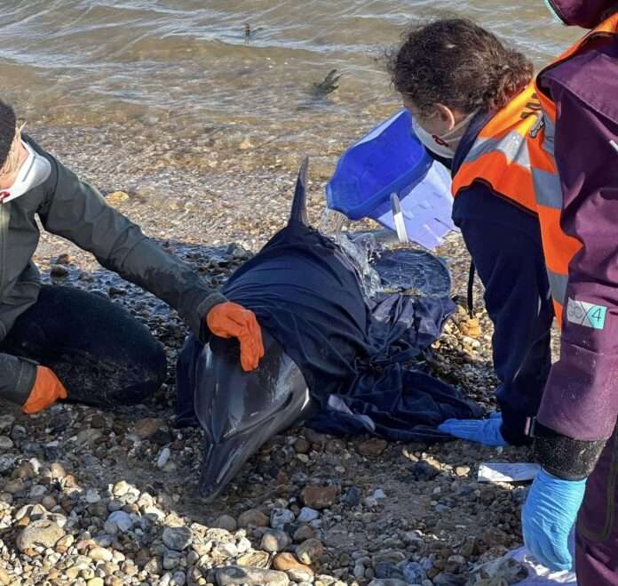 Joint Rescue Operation Unable to Save Dolphin at Pagham Beach