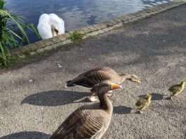 Dramatic Queens Park Gosling Rescue Amid Swan Attacks