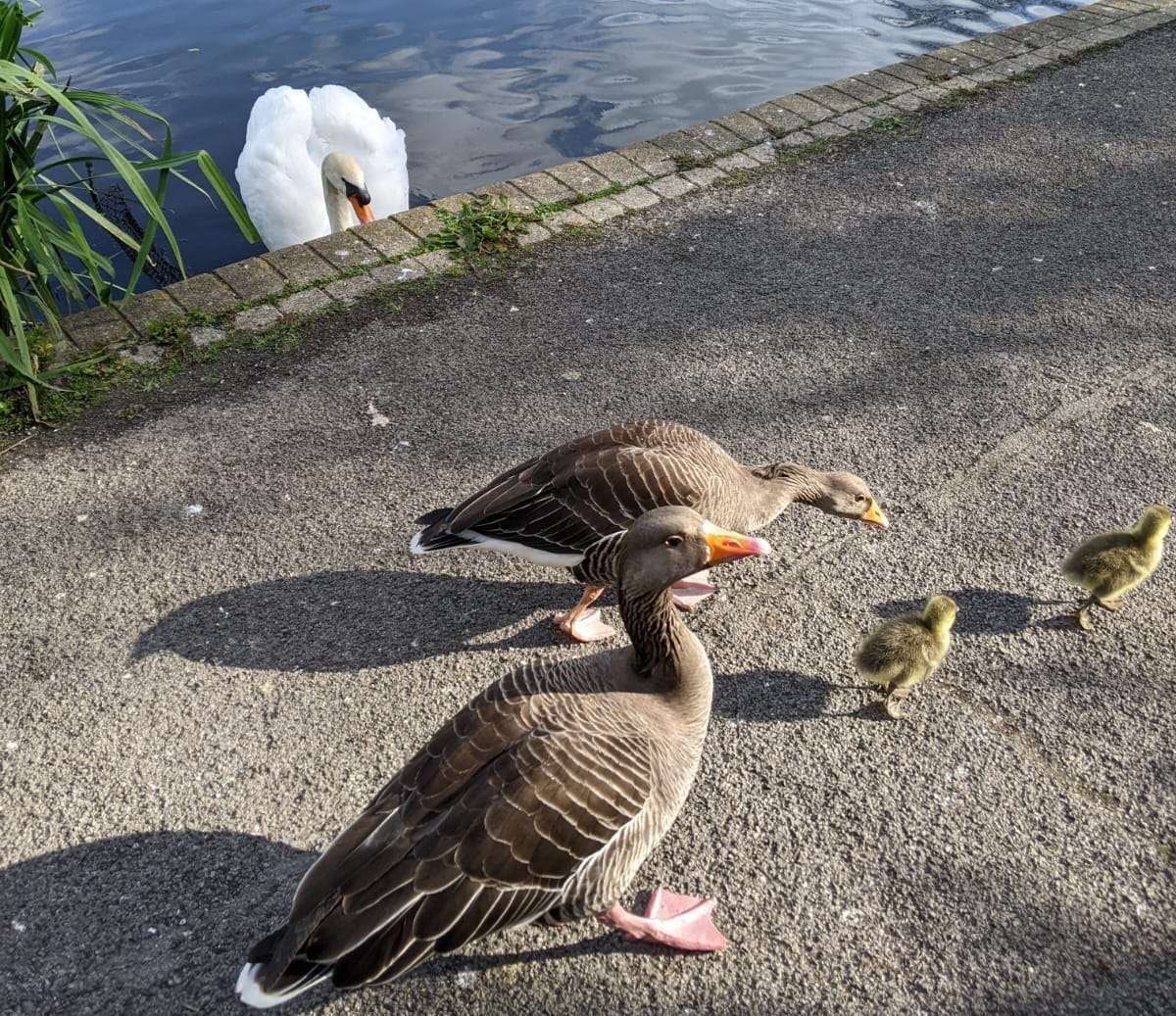 Sussex News - Dramatic Queens Park Gosling Rescue Amid Swan Attacks