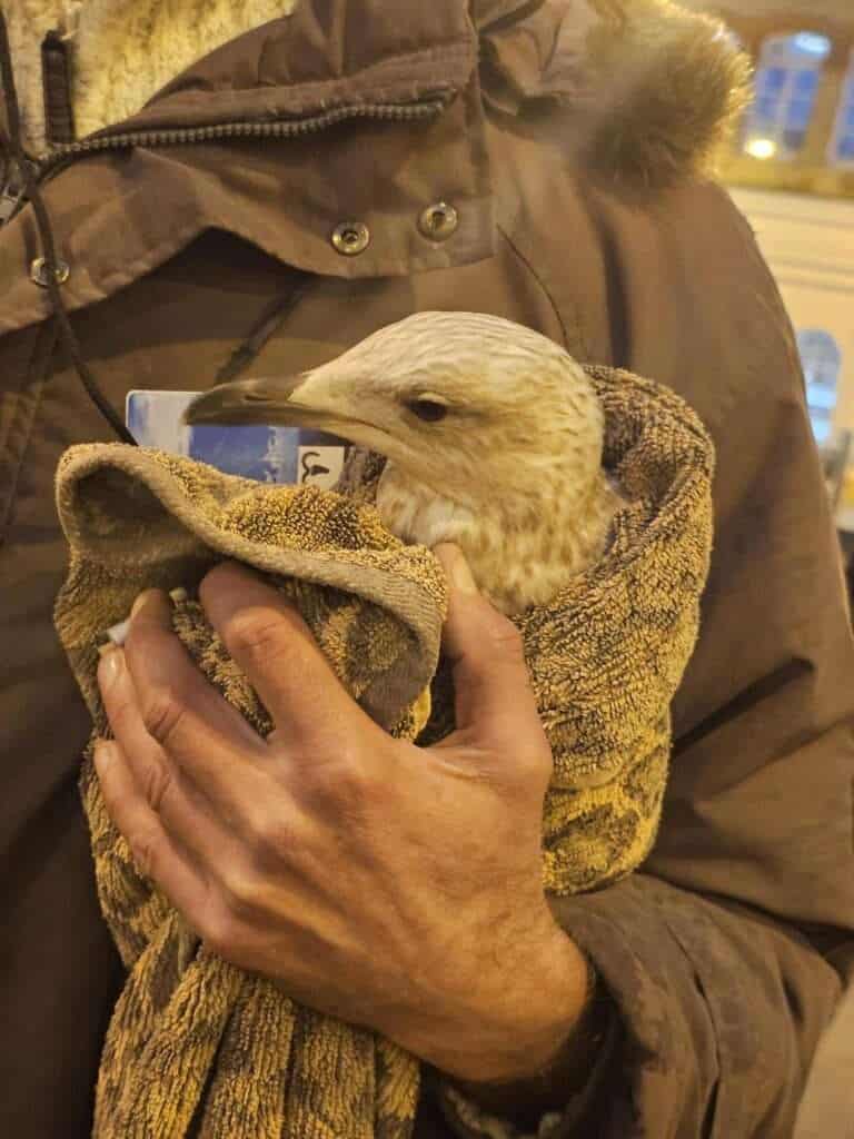 Endangered Herring Gull Halts Trains at Brighton Station