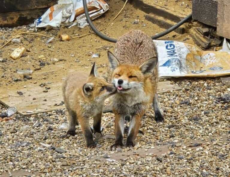 Brighton Station Home to New Fox Family!