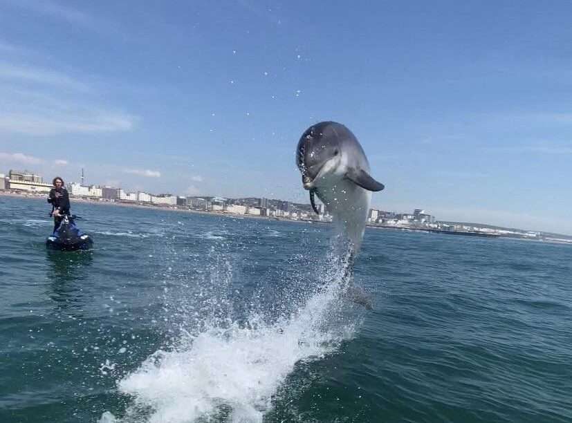 Dolphins Play with Seadoo Riders in Brighton