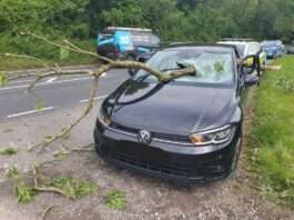 Police Appeal for Information on A283 Tree Branch Incident