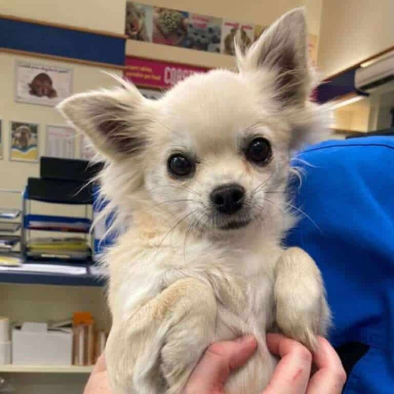 Missing Dog Alert: Help Find Misty in Hove