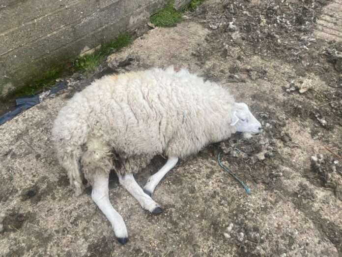 Sheep Killed by Dog in Ashdown Forest