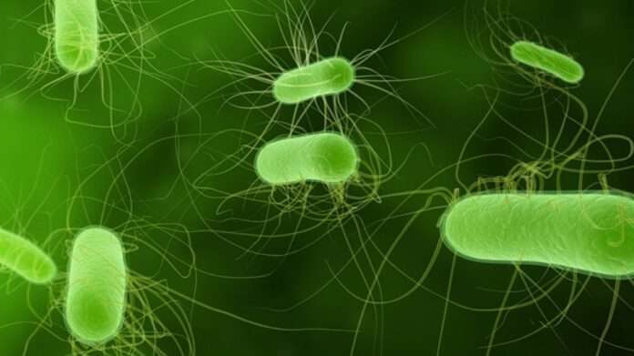 Shiga toxin-producing E. coli outbreak