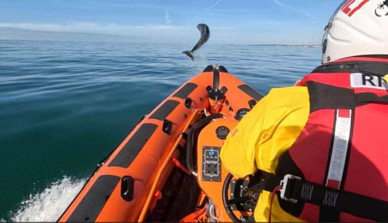Dolphins Delight Brighton RNLI Crew During Training Exercise
