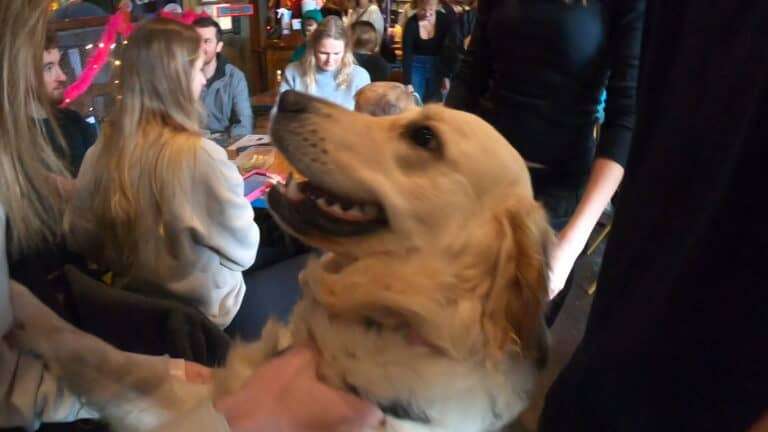 Inside the Golden Retriever Café Event