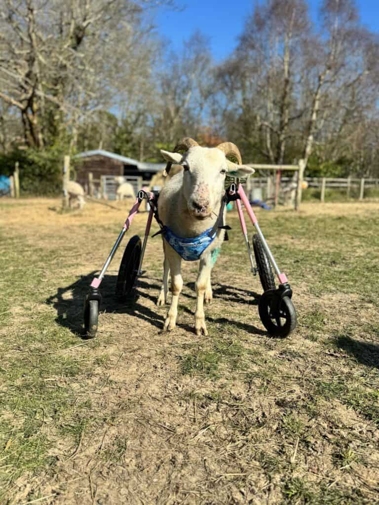 Hope Gets Her Wheels