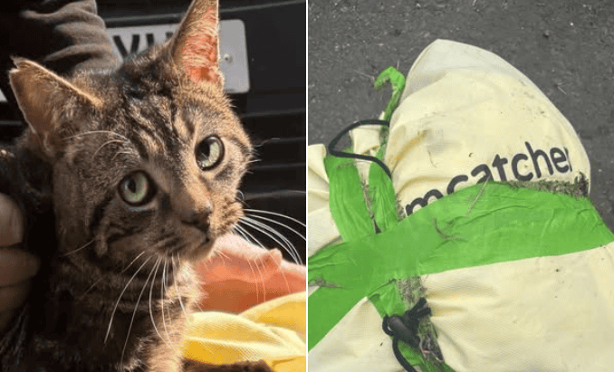 Angmering: Cat Found Taped Inside Bag and Left to Die