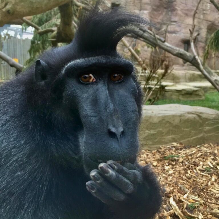 Drusillas Zoo Macaque Moteck Dies at 23 – Celebrated Sulawesi Crested Black Macaque Passes Away