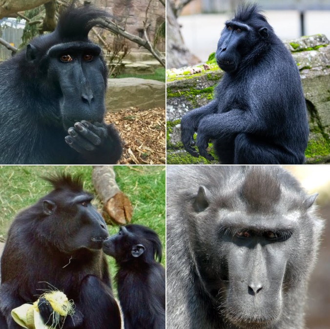 Drusillas Zoo Macaque Moteck Dies at 23 – Celebrated Sulawesi Crested Black Macaque Passes Away