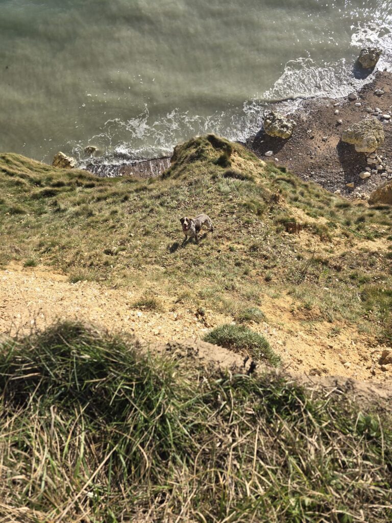 Dog rescued after falling from cliffs near Cuckmere in Seaford